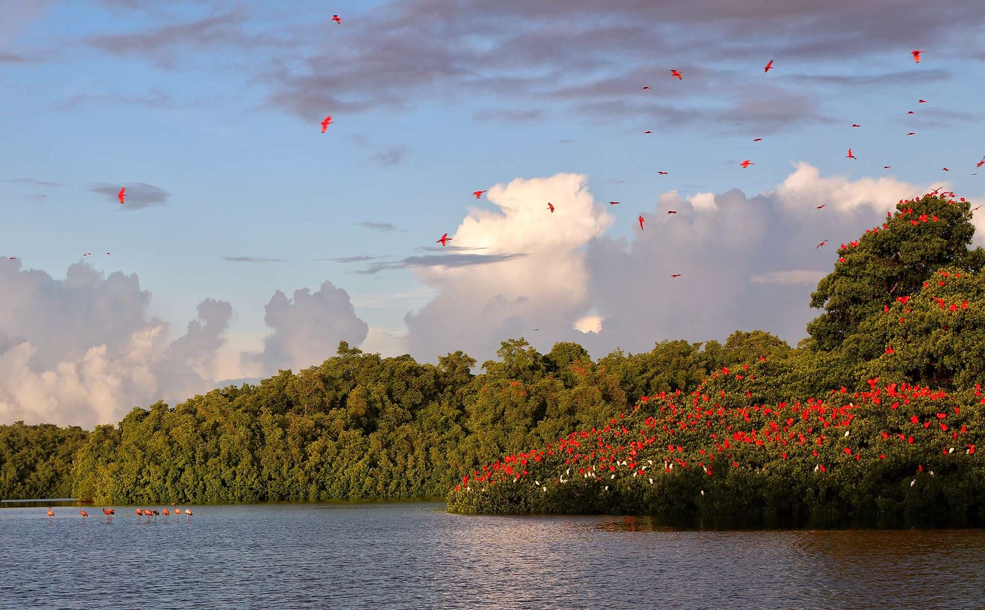 Caroni Bird Sanctuary, Trinidad and Tobago