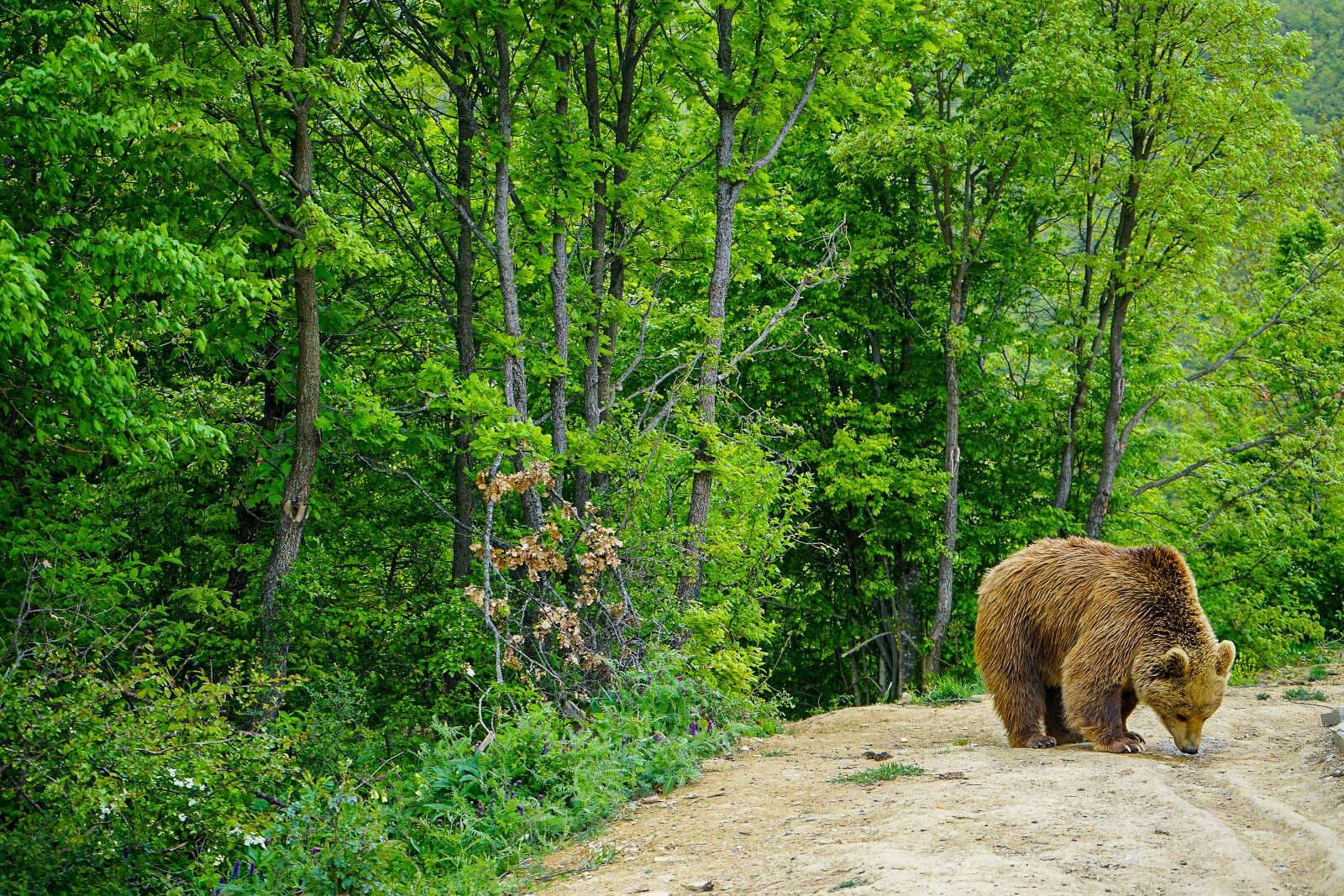 Bear Sanctuary, Kosovo