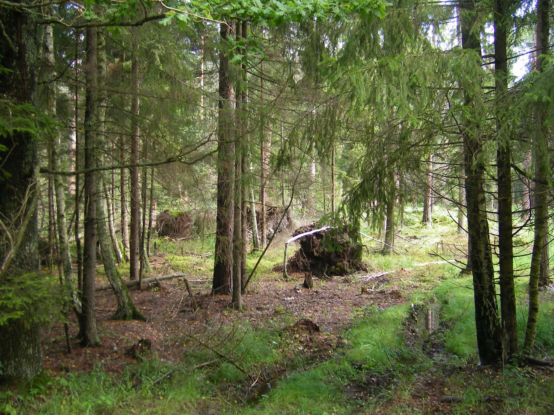 Belovezhskaya Pushcha National Park, Belarus