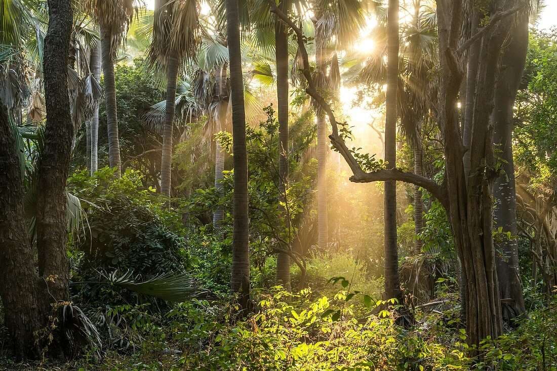 Bijilo Forest Park, The Gambia