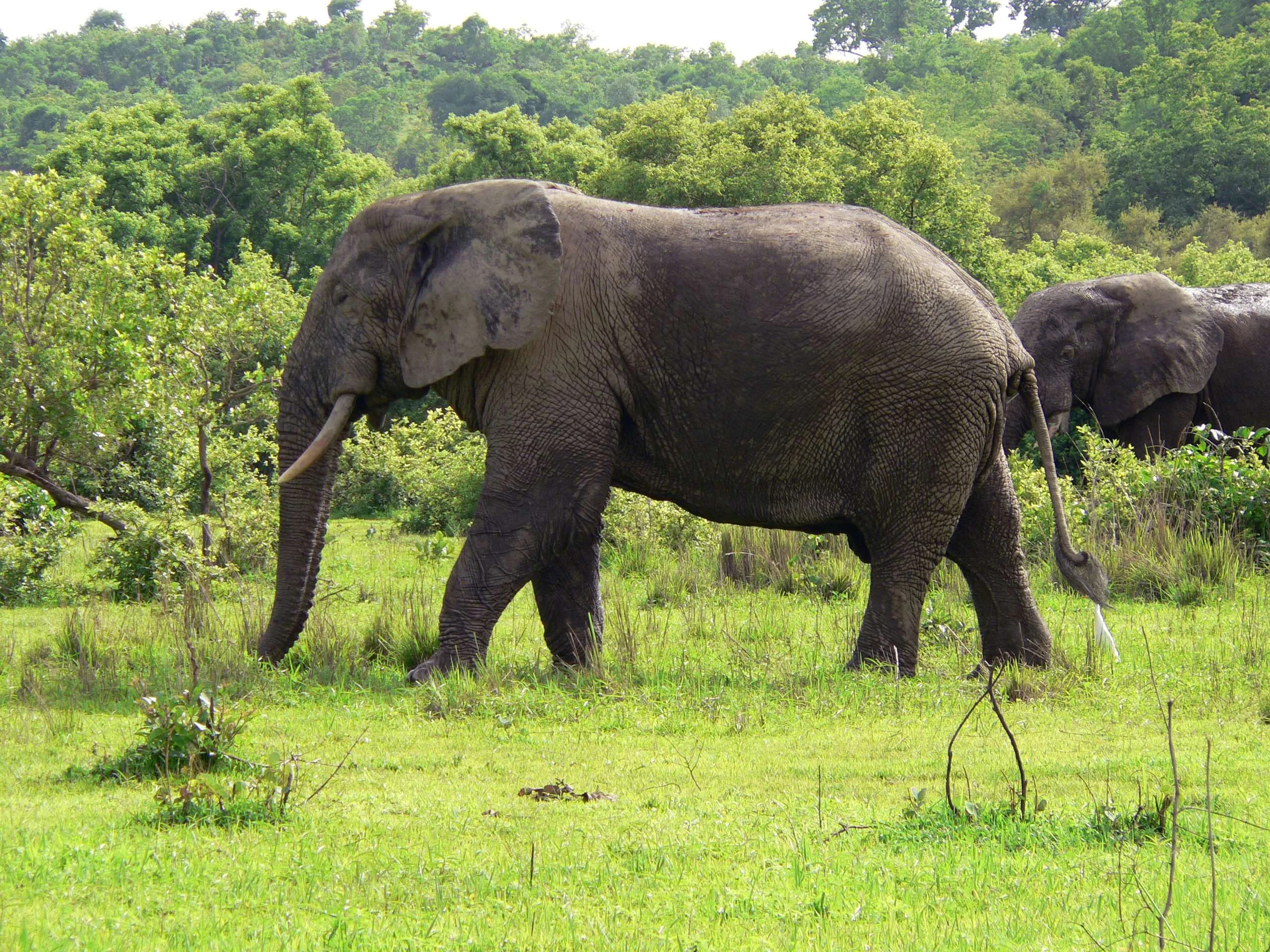 Mole National Park, Ghana