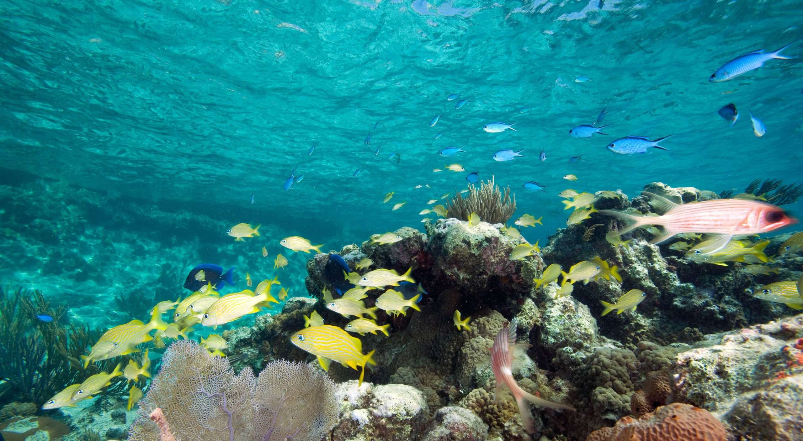 Exuma Cays Land and Sea Park, Bahamas