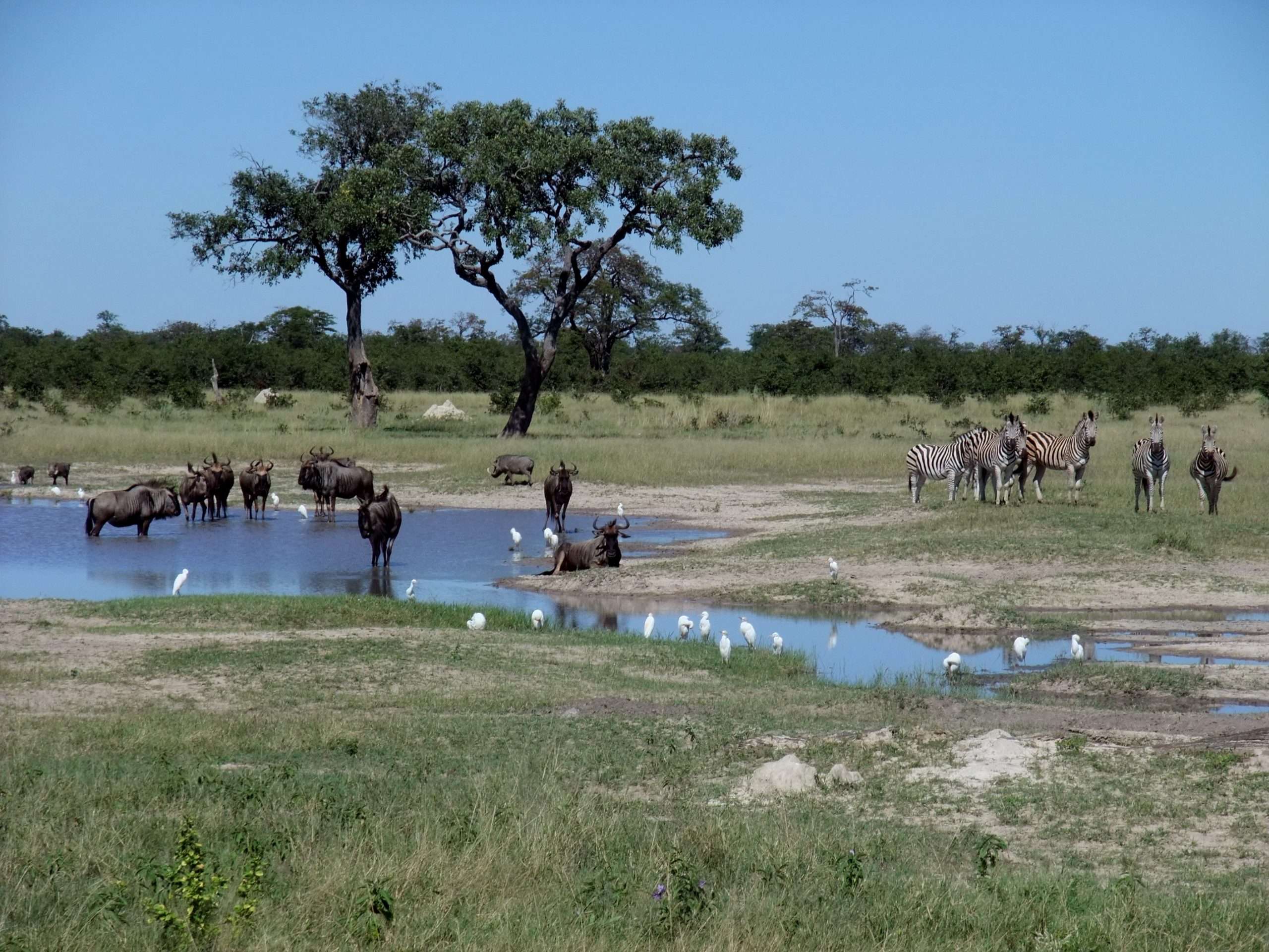 Chobe National Park, Botswana