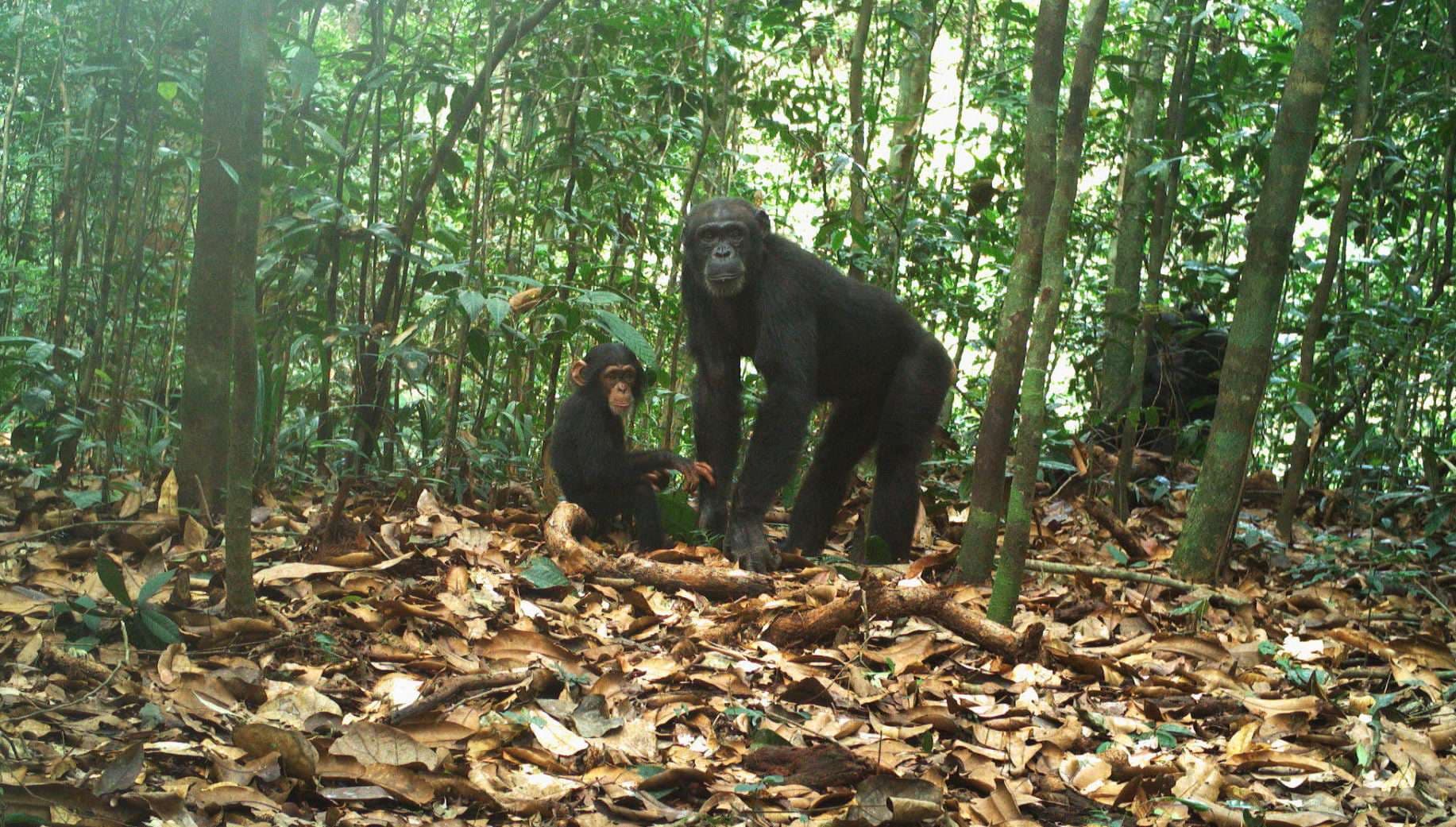Sapo National Park, Liberia