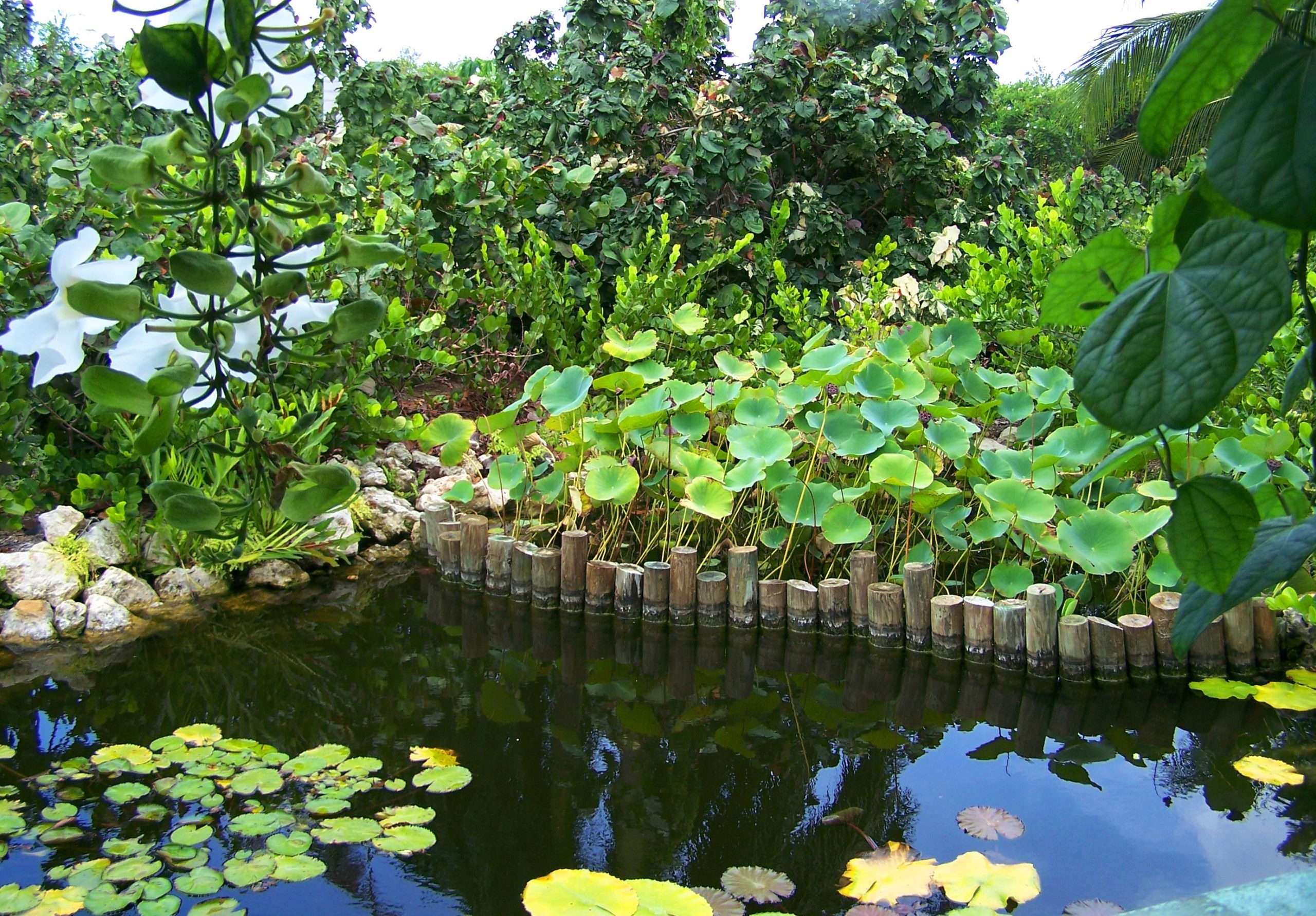 Queen Elizabeth II Botanic Park, Cayman Islands