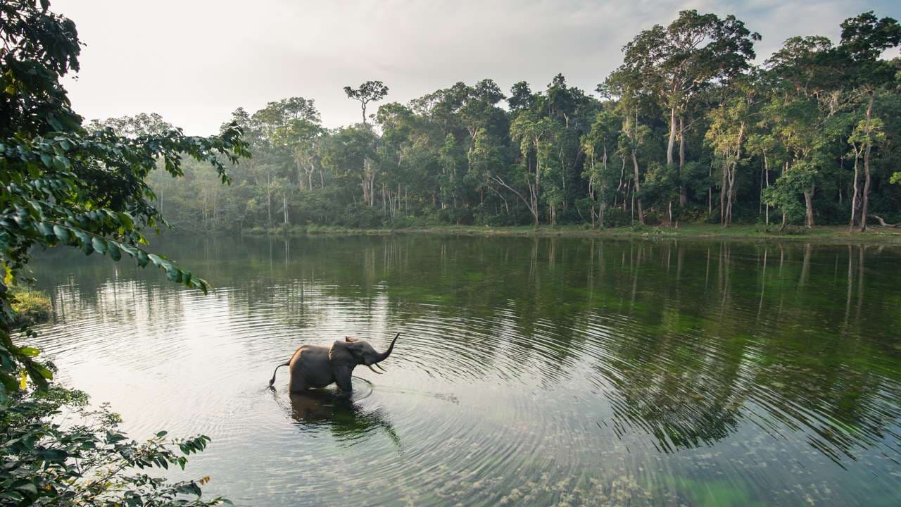 Nouabalé-Ndoki National Park, Republic of the Congo