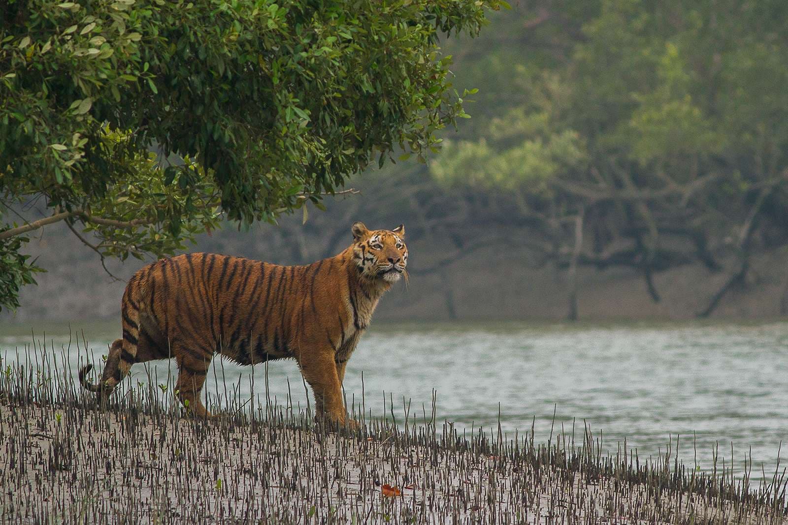 Sundarbans National Park, Bangladesh
