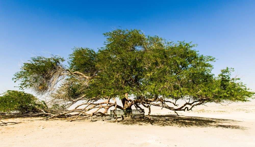 Tree of Life, Bahrain