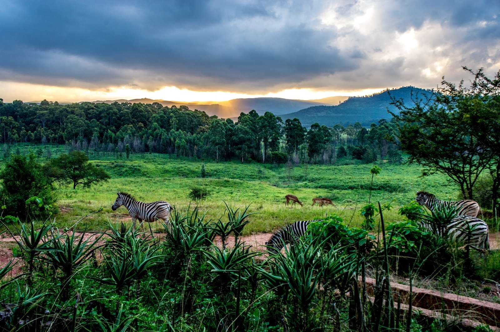 Mlilwane Wildlife Sanctuary, Eswatini