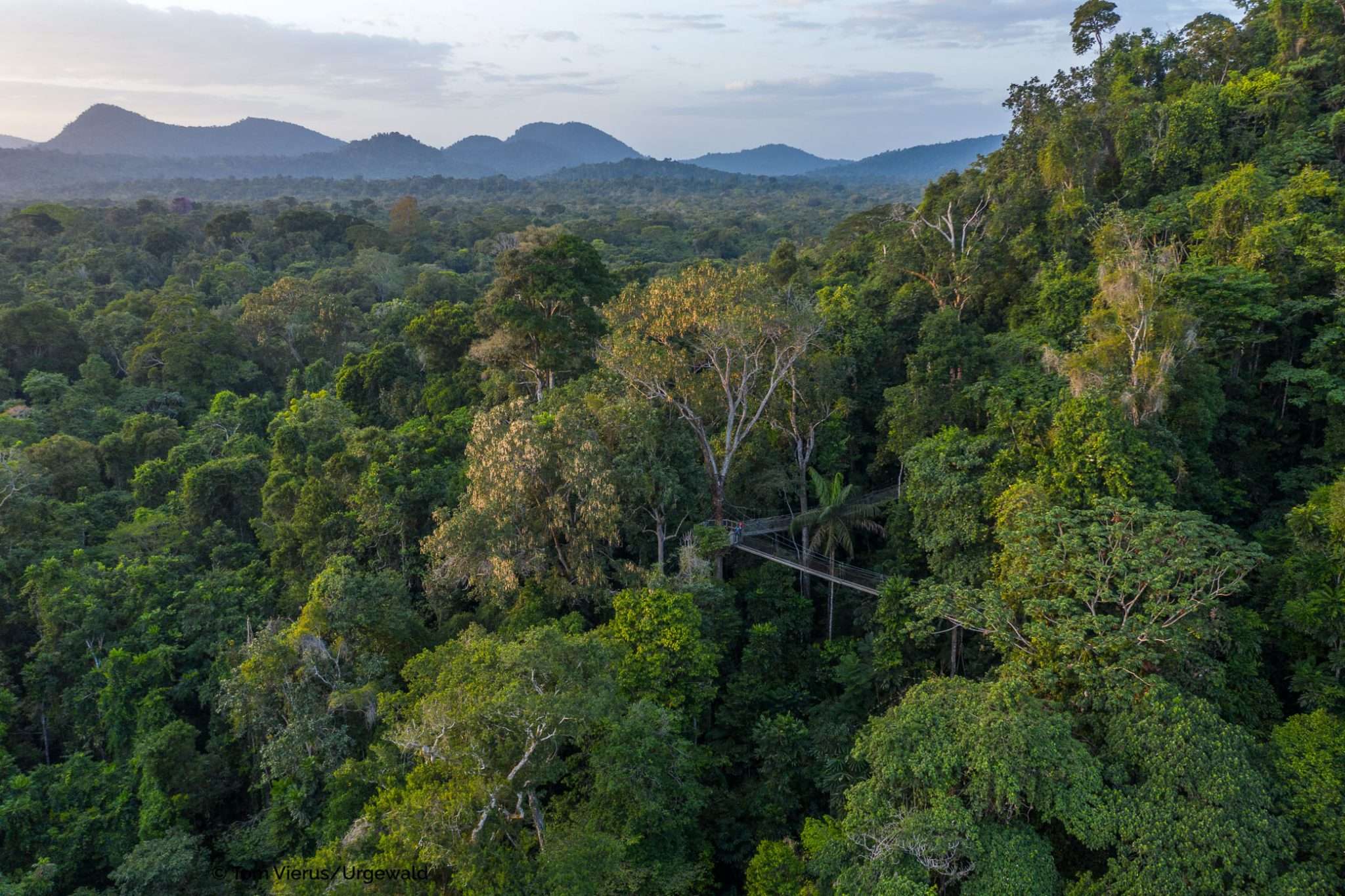 Iwokrama Forest, Guyana