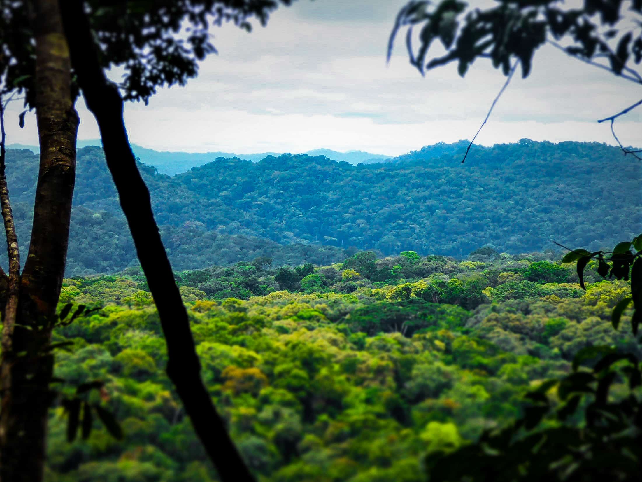 Gola Forest National Park, Liberia