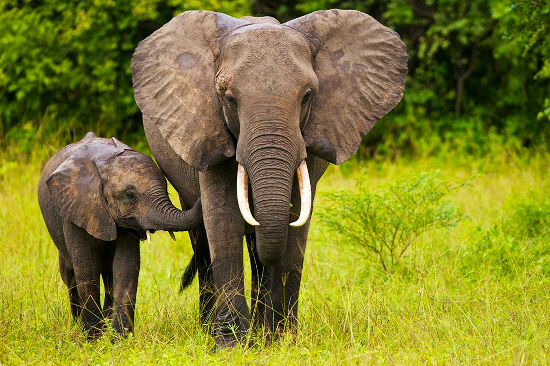 Nimule National Park, South Sudan
