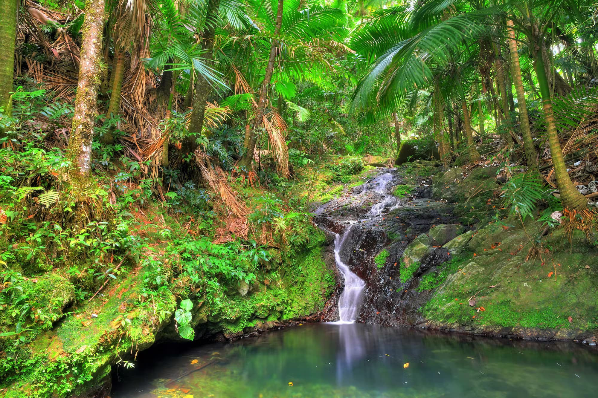 El Yunque National Forest, Puerto Rico