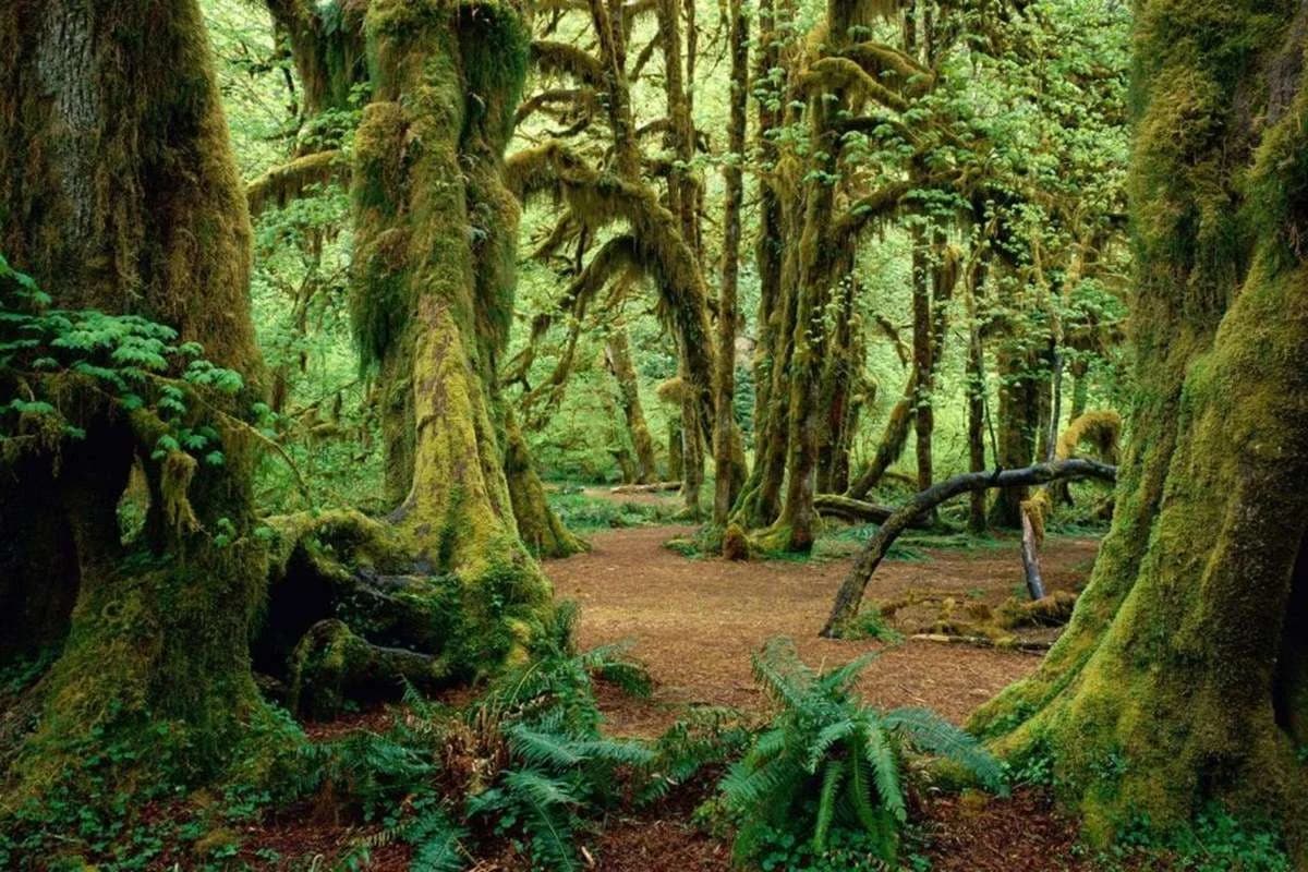 Kigwena Forest National Park, Burundi