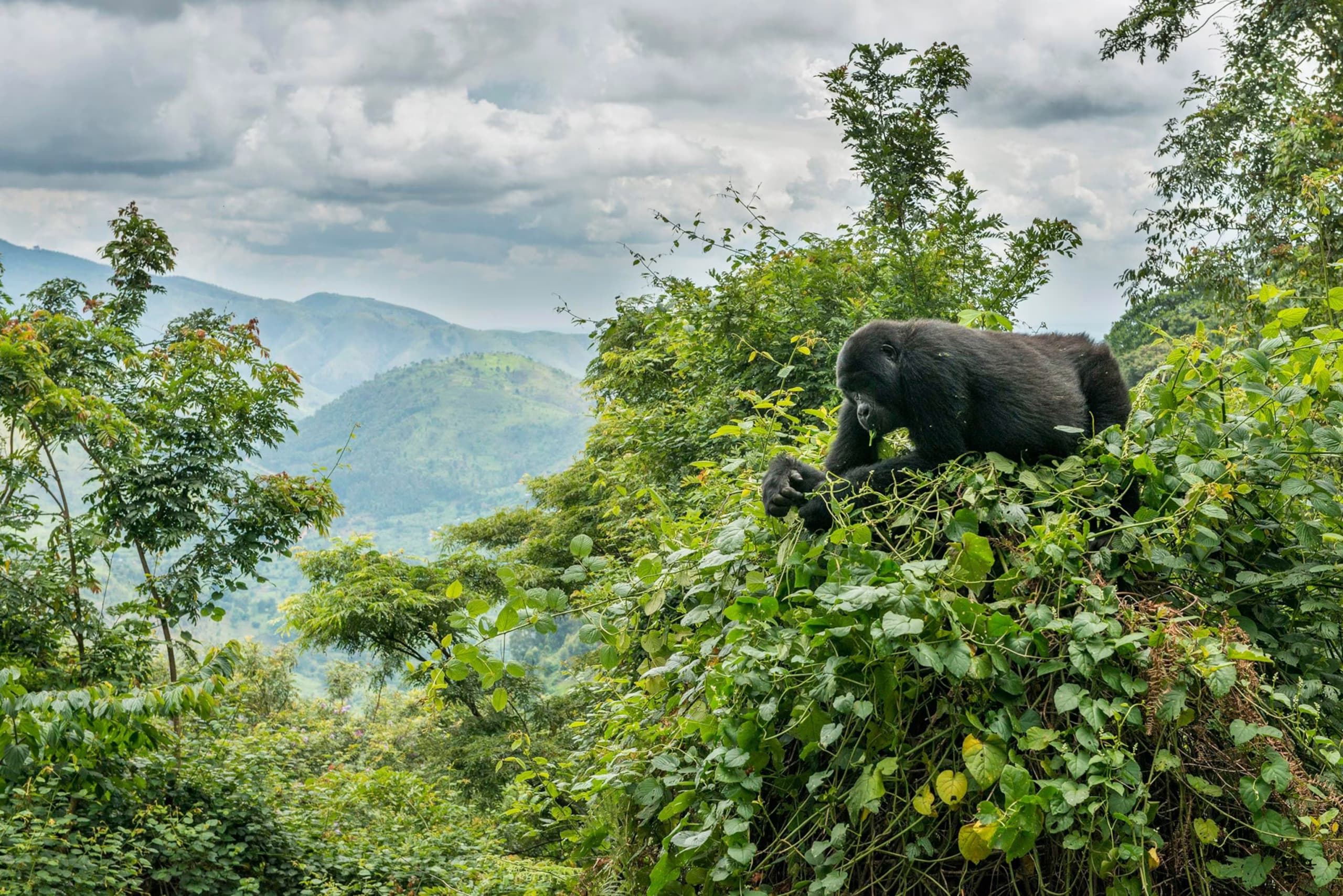 Bwindi Impenetrable National Park, Uganda