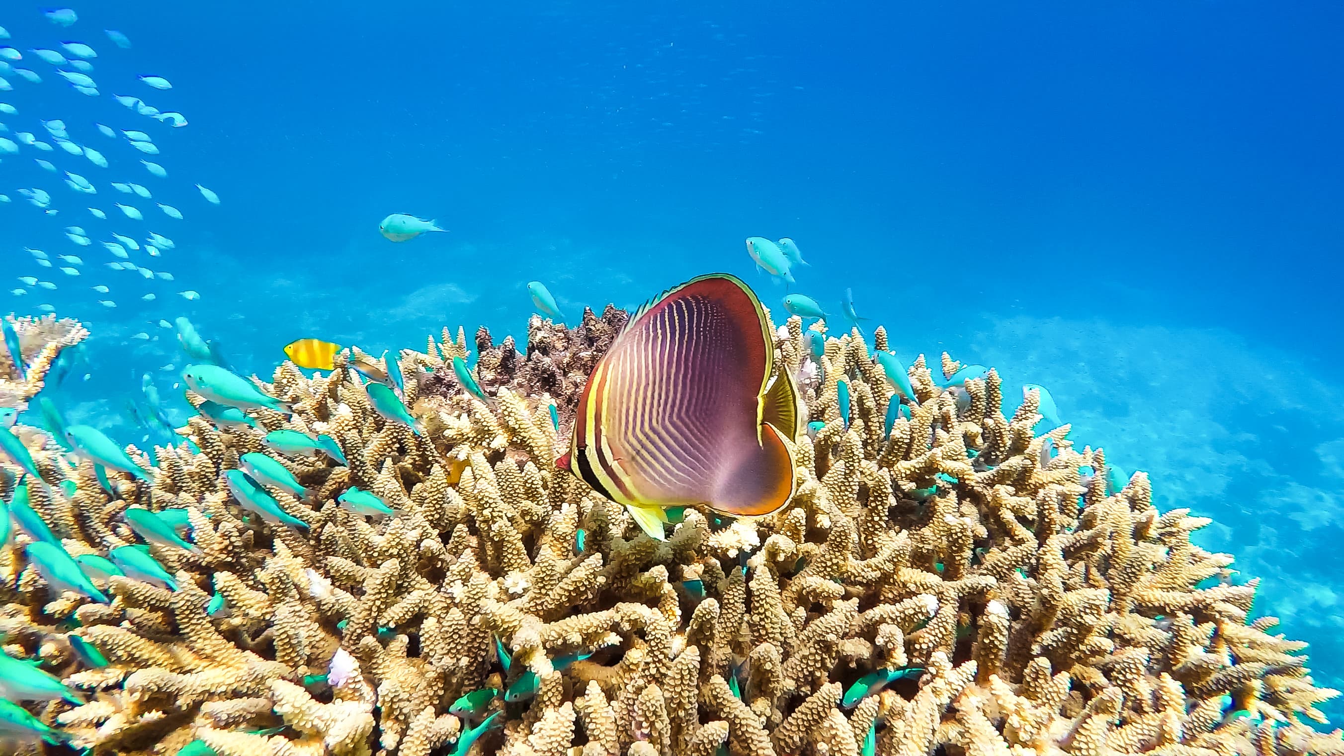 Great Barrier Reef, Australia