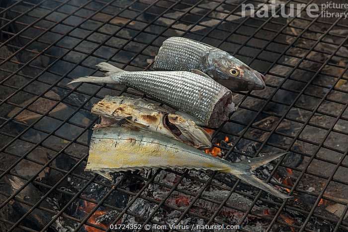 Grilled Fish