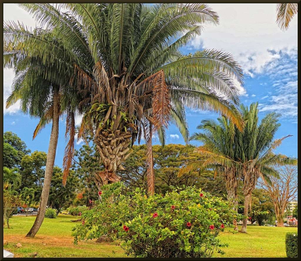 Botanic Gardens, Dominica
