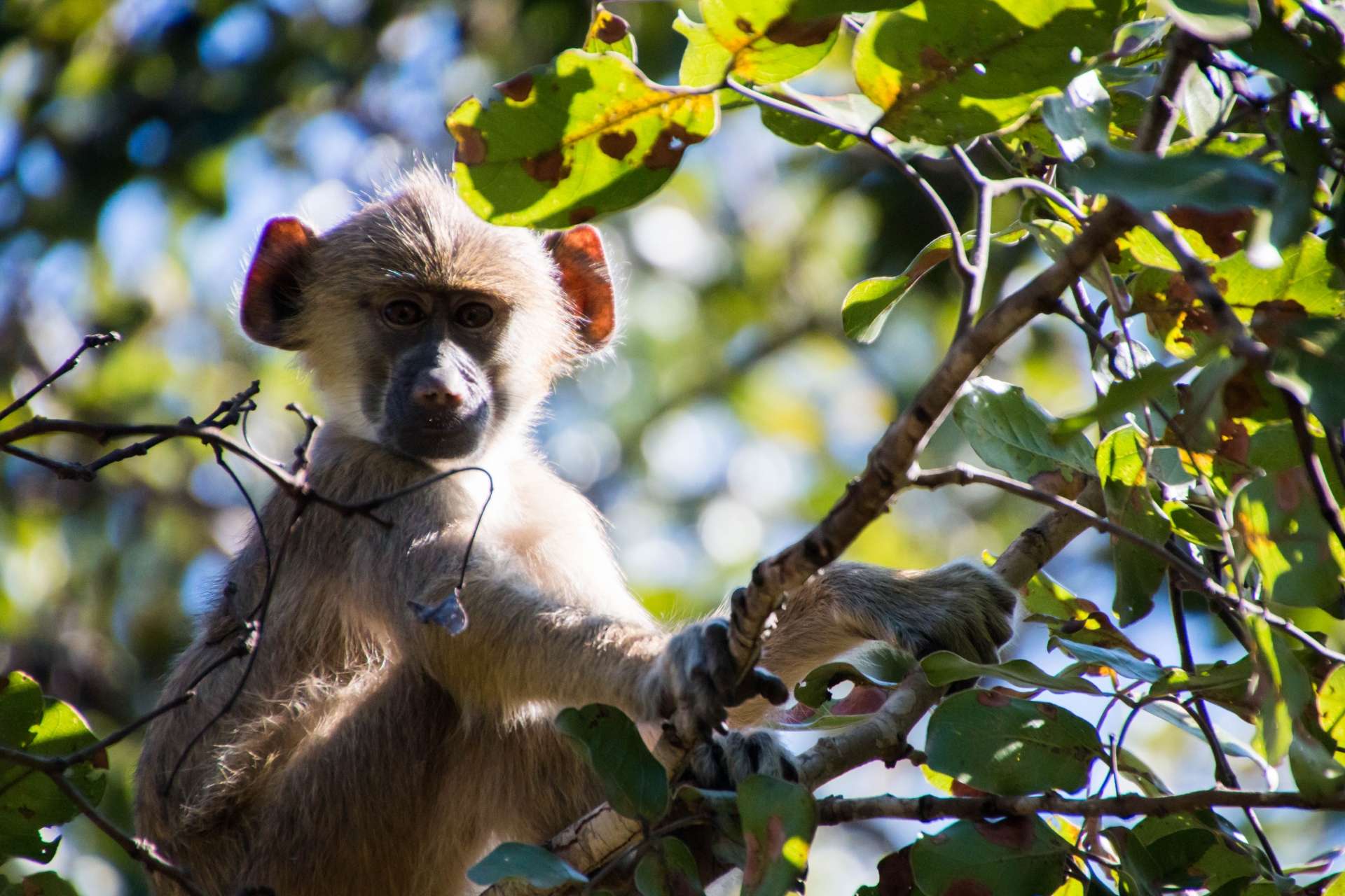 Lilongwe Wildlife Centre, Malawi