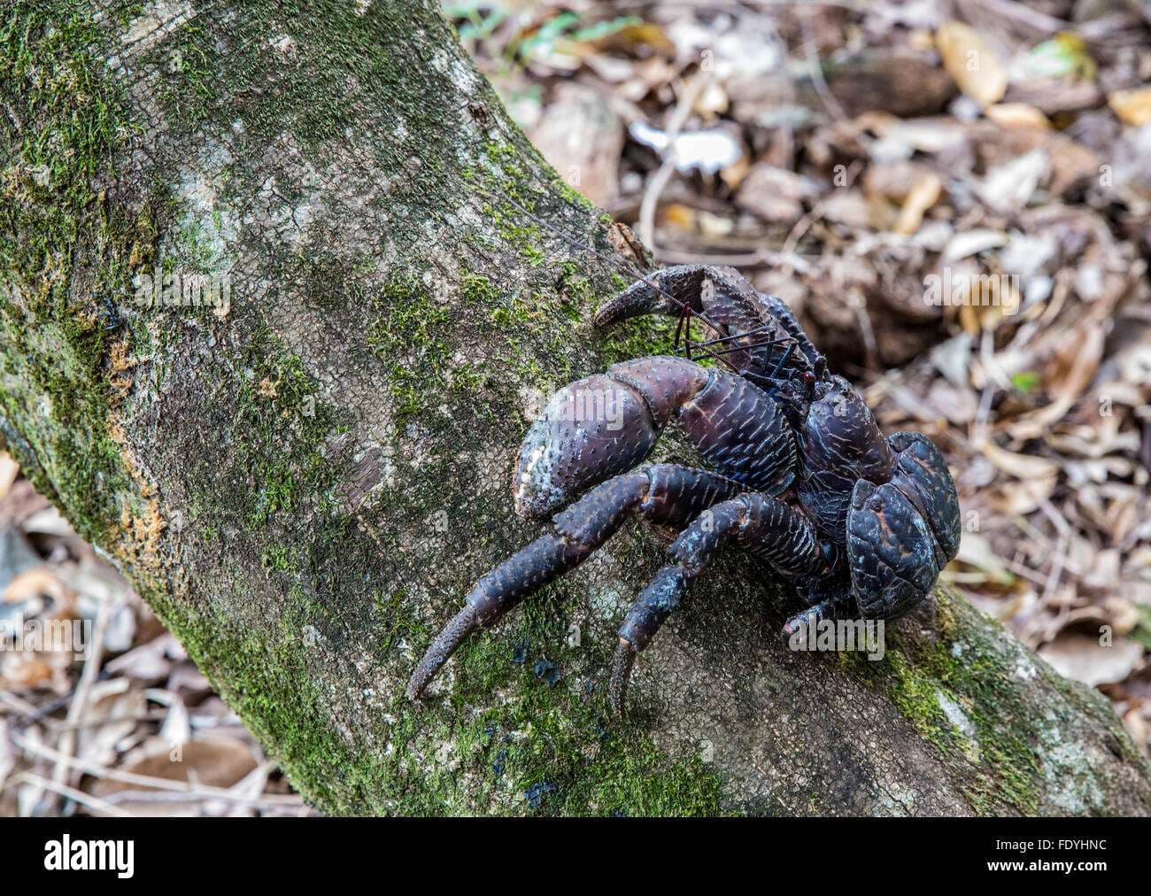 Coconut Crab