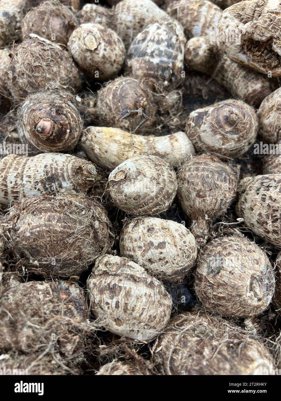 Taro (starchy root vegetable)
